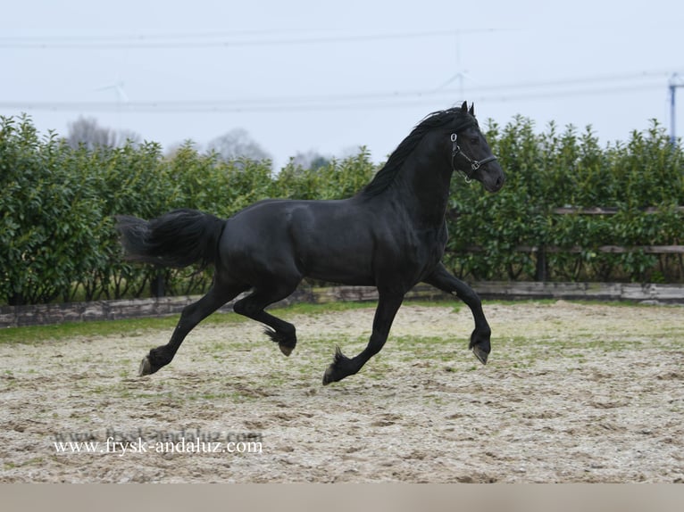 Konie fryzyjskie Ogier 3 lat 165 cm Kara in Mijnsheerenland