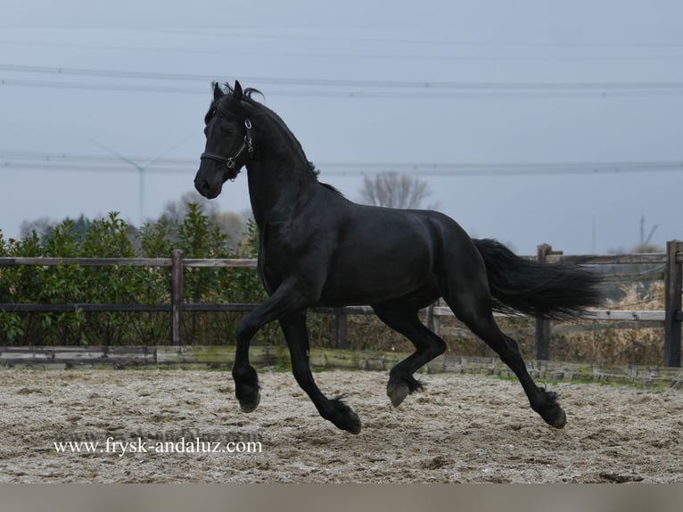 Konie fryzyjskie Ogier 3 lat 165 cm Kara in Mijnsheerenland