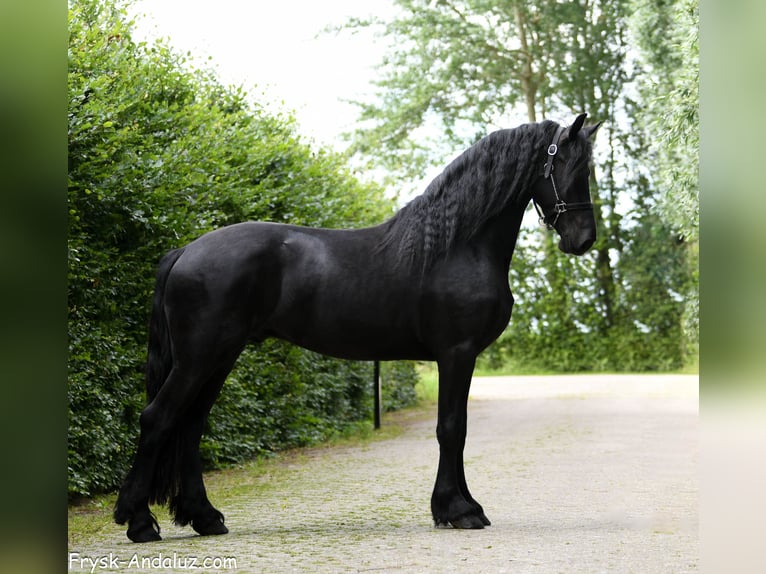 Konie fryzyjskie Ogier 3 lat 165 cm Kara in Mijnsheerenland