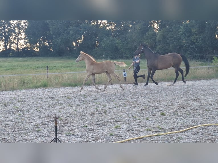 Konie fryzyjskie Ogier 3 lat 165 cm Kara in Wapse