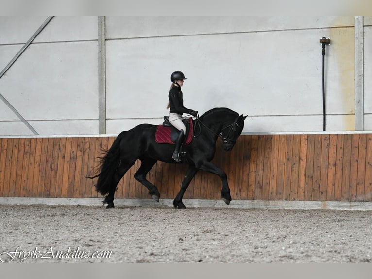 Konie fryzyjskie Ogier 3 lat 165 cm Kara in Mijnsheerenland