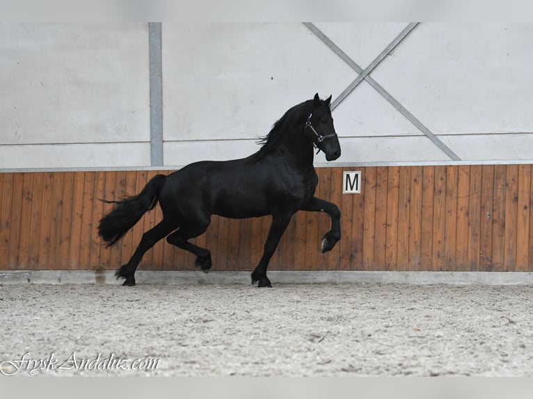 Konie fryzyjskie Ogier 3 lat 165 cm Karosiwa in Mijnsheerenland