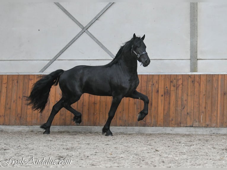 Konie fryzyjskie Ogier 3 lat 165 cm Karosiwa in Mijnsheerenland