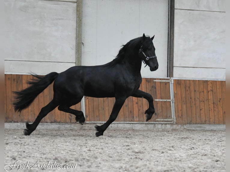 Konie fryzyjskie Ogier 3 lat 165 cm Karosiwa in Mijnsheerenland