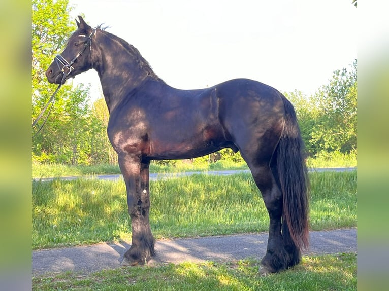 Konie fryzyjskie Ogier 3 lat 166 cm Kara in Rechnitz