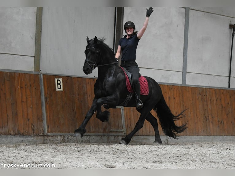 Konie fryzyjskie Ogier 3 lat 166 cm Kara in Mijnsheerenland