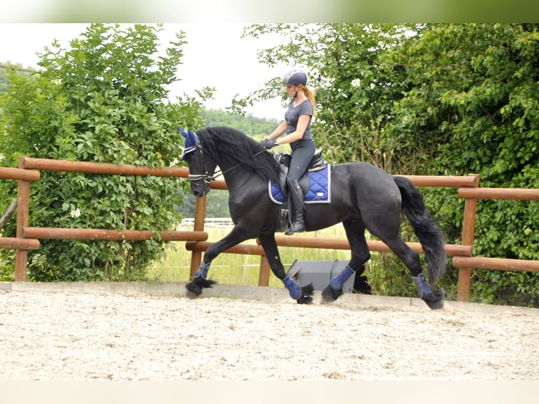 Konie fryzyjskie Ogier 3 lat 166 cm Kara in Ochtendung