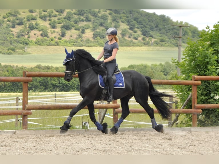 Konie fryzyjskie Ogier 3 lat 166 cm Kara in Ochtendung