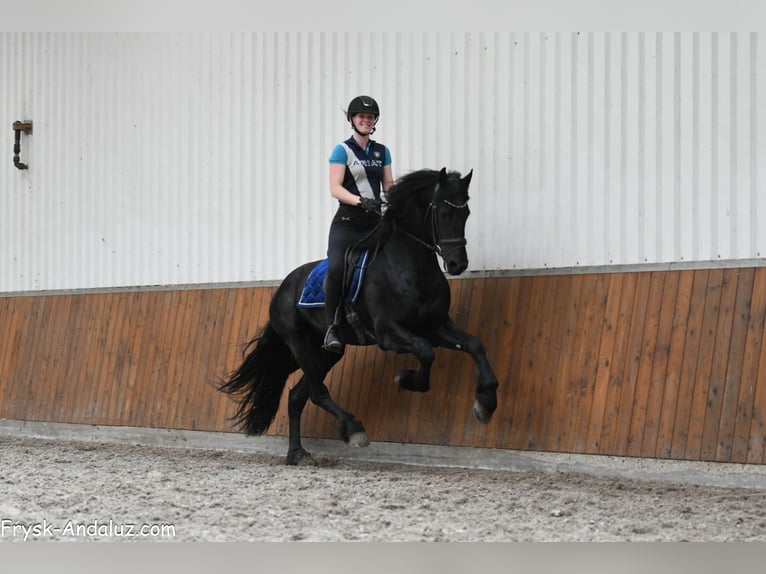 Konie fryzyjskie Ogier 3 lat 167 cm Kara in Mijnsheerenland