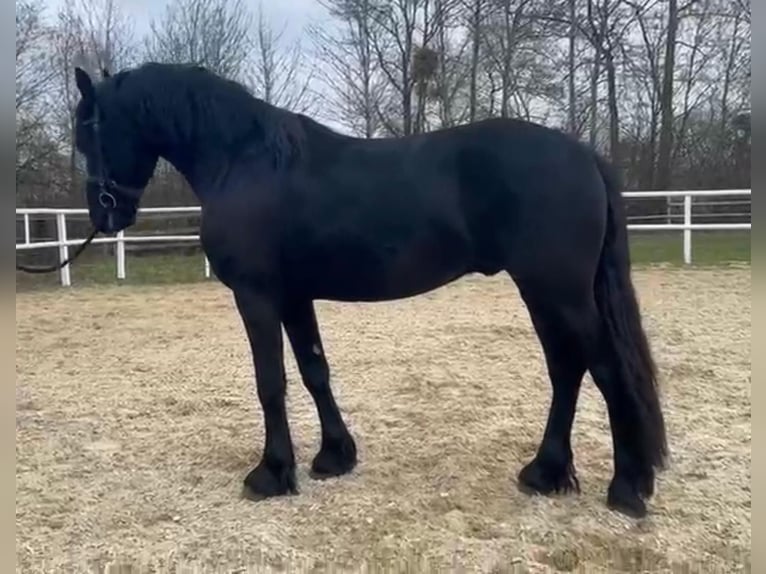 Konie fryzyjskie Ogier 3 lat 168 cm Kara in St. Georgen ob Jdbg