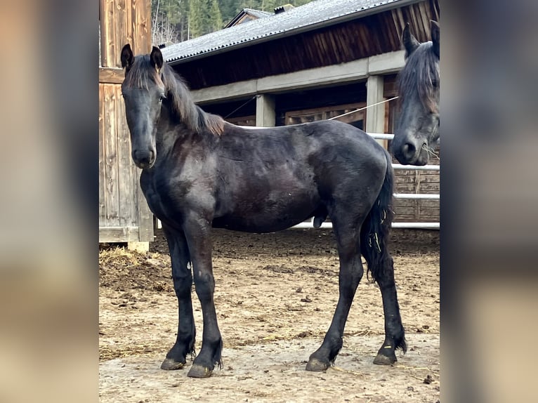 Konie fryzyjskie Ogier 3 lat 168 cm Kara in St. Georgen ob Jdbg