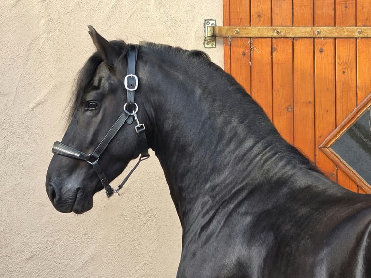 Konie fryzyjskie Ogier 3 lat 168 cm Kara in Ochtendung