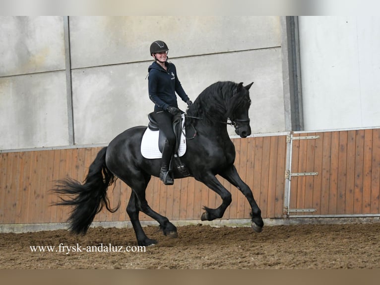 Konie fryzyjskie Ogier 3 lat 170 cm Kara in Mijnsheerenland