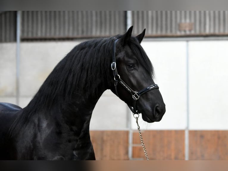 Konie fryzyjskie Ogier 3 lat 170 cm Kara in Mijnsheerenland