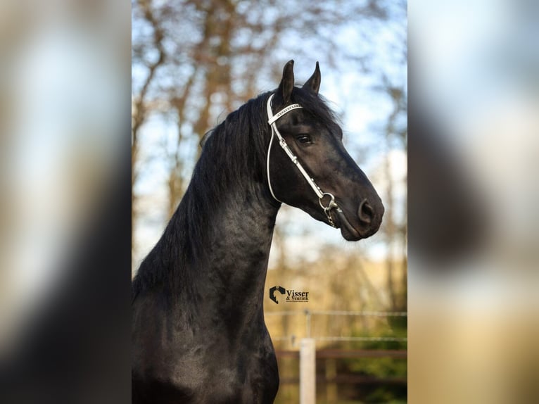 Konie fryzyjskie Ogier 3 lat 170 cm Kara in Drachten