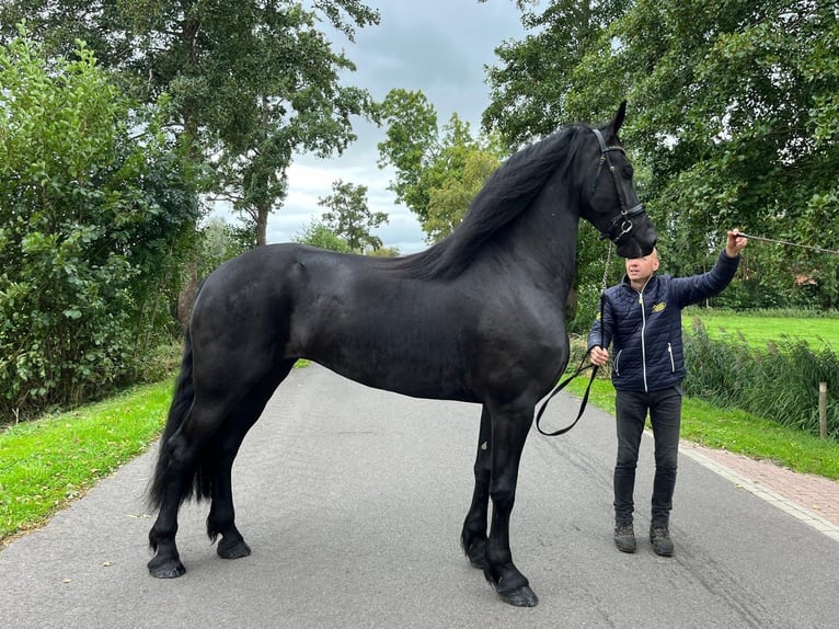 Konie fryzyjskie Ogier 3 lat 170 cm  in München