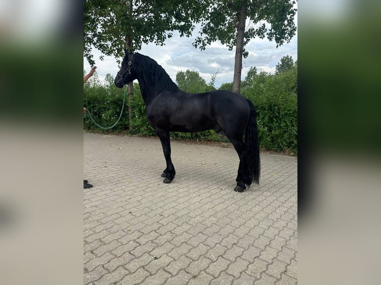 Konie fryzyjskie Ogier 3 lat 172 cm  in Budapest