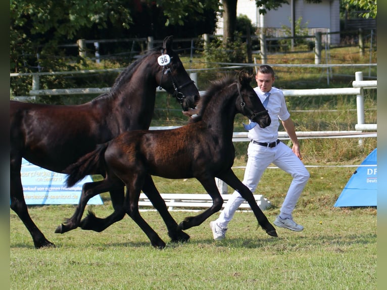 Konie fryzyjskie Ogier 3 lat Kara in Michelstadt