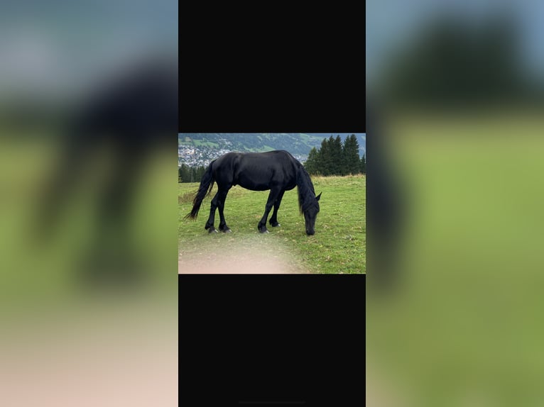 Konie fryzyjskie Ogier 3 lat Kara in St. Michael im Lungau