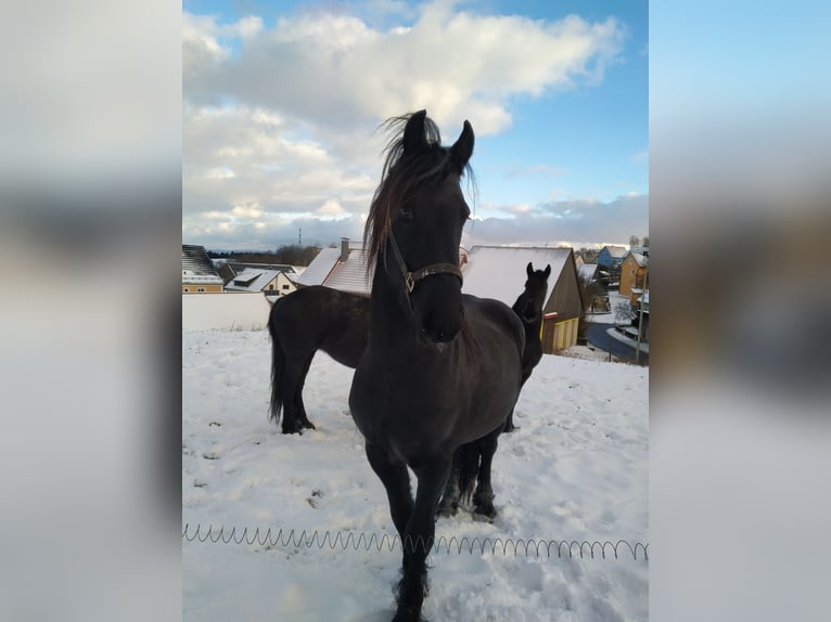 Konie fryzyjskie Ogier 3 lat Kara in Kirchendemenreuth
