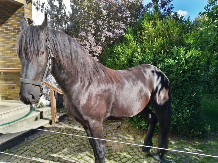 Konie fryzyjskie Ogier 3 lat Kara in Kirchendemenreuth