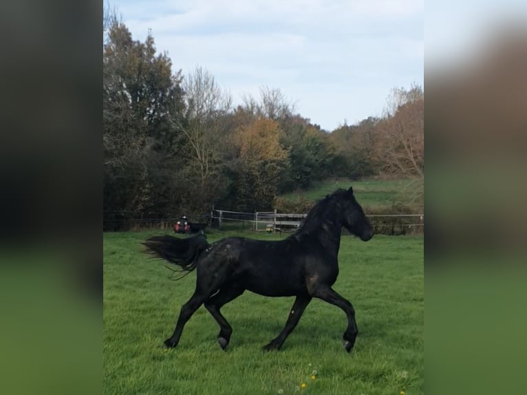 Konie fryzyjskie Ogier 3 lat Kara in Thevet Saint Julien