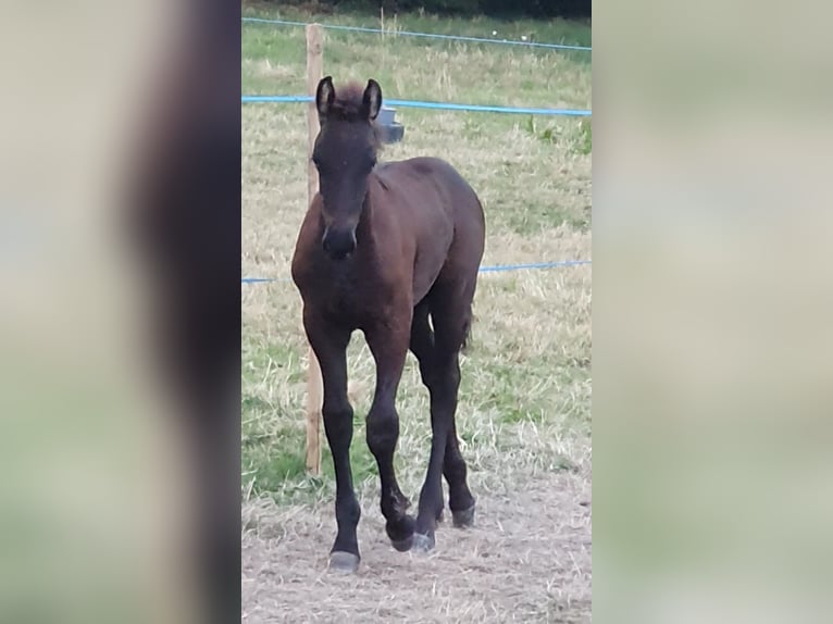 Konie fryzyjskie Ogier 3 lat Kara in Thevet Saint Julien