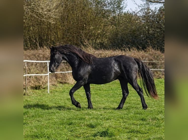Konie fryzyjskie Ogier 3 lat Kara in Thevet Saint Julien