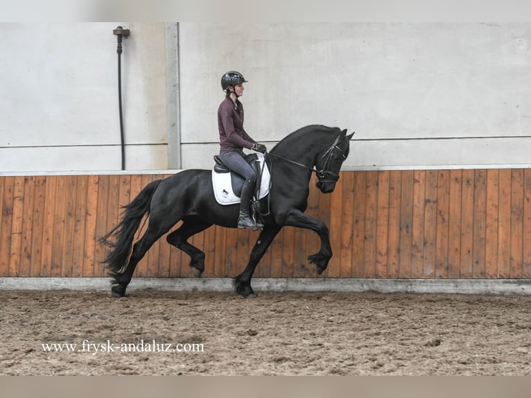 Konie fryzyjskie Ogier 4 lat 162 cm Kara in Mijnsheerenland