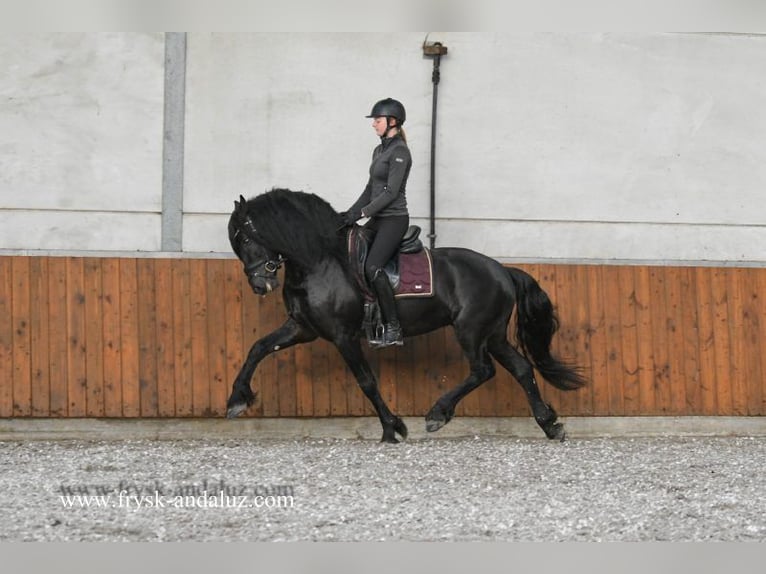 Konie fryzyjskie Ogier 4 lat 162 cm Kara in Mijnsheerenland