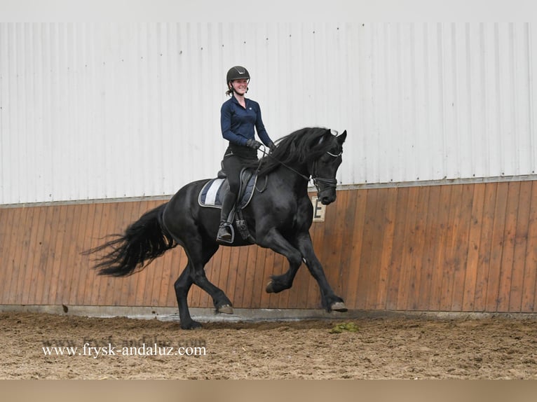 Konie fryzyjskie Ogier 4 lat 163 cm Kara in Mijnsheerenland