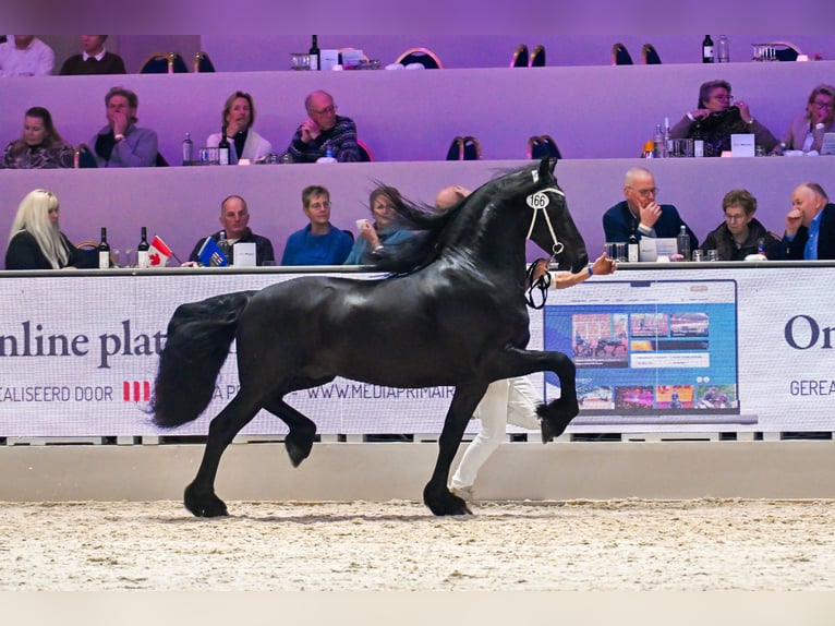 Konie fryzyjskie Ogier 4 lat 163 cm Kara in Ternaard