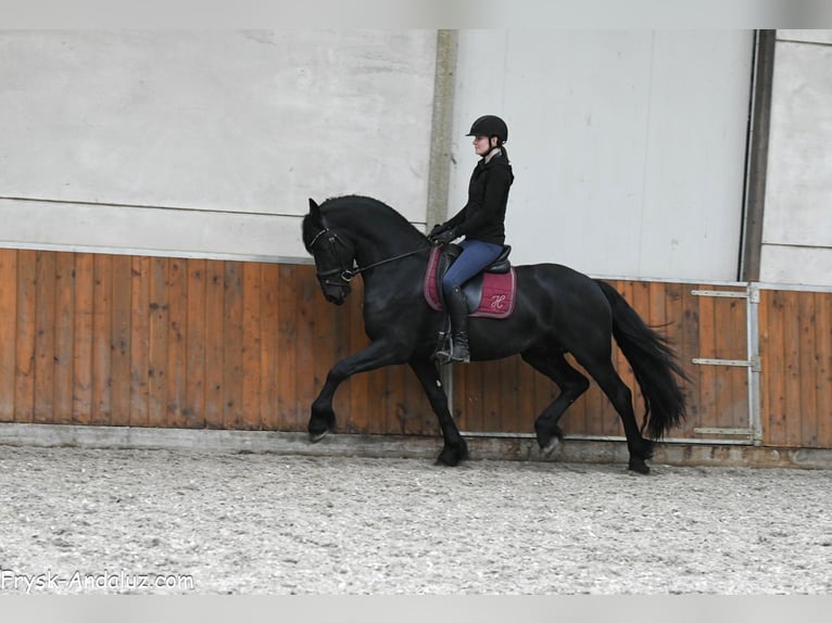 Konie fryzyjskie Ogier 4 lat 163 cm Kara in Mijnsheerenland