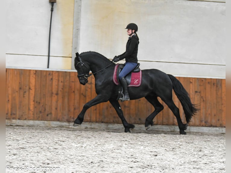 Konie fryzyjskie Ogier 4 lat 163 cm Kara in Mijnsheerenland