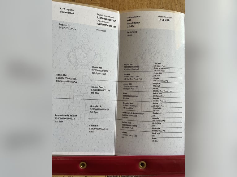 Konie fryzyjskie Ogier 4 lat 164 cm in Kirchberg im Wald
