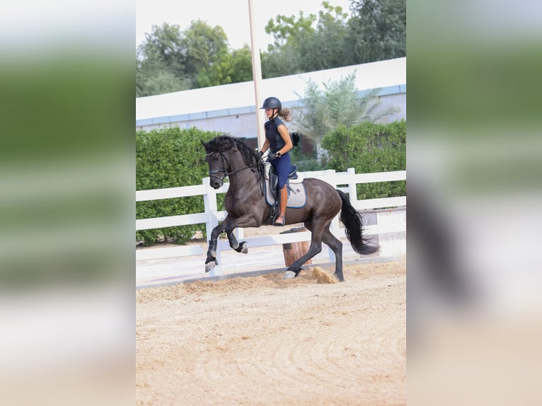 Konie fryzyjskie Ogier 4 lat 165 cm Kara in Dubai