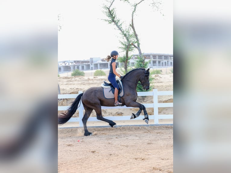 Konie fryzyjskie Ogier 4 lat 165 cm Kara in Dubai