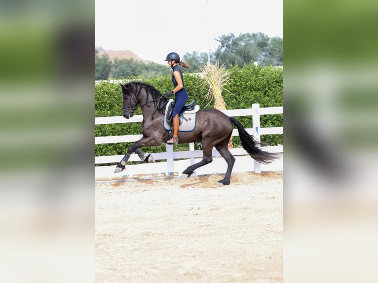 Konie fryzyjskie Ogier 4 lat 165 cm Kara in Dubai