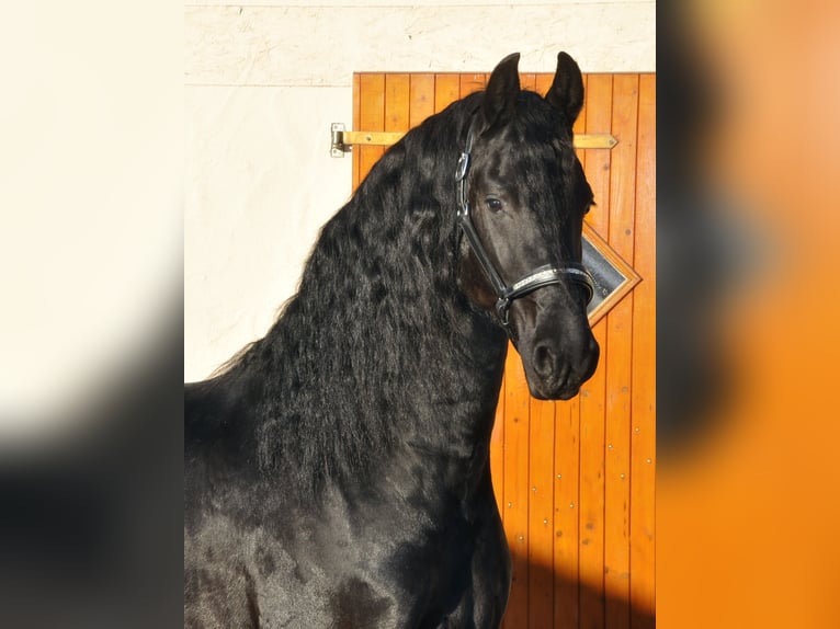 Konie fryzyjskie Ogier 4 lat 166 cm Kara in Ochtendung