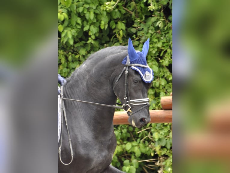 Konie fryzyjskie Ogier 4 lat 167 cm Kara in Ochtendung