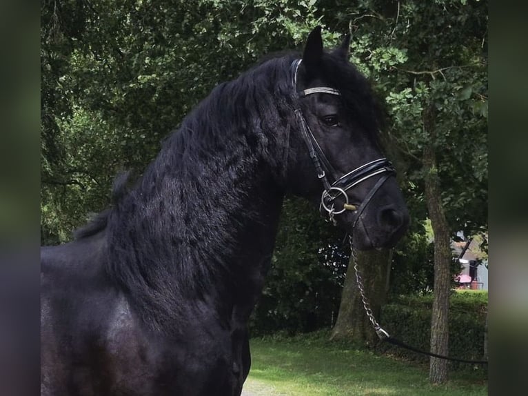 Konie fryzyjskie Ogier 5 lat 157 cm Kara in Meinerzhagen