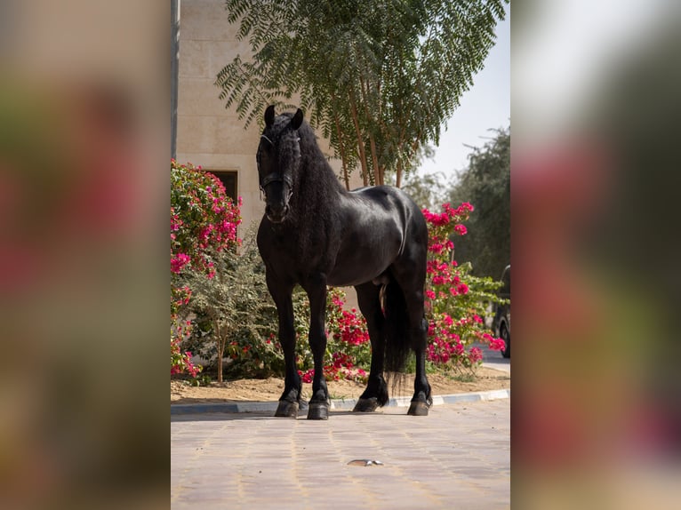 Konie fryzyjskie Ogier 5 lat 162 cm Kara in Dubai