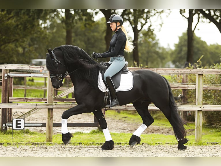 Konie fryzyjskie Ogier 5 lat 164 cm Kara in Nes