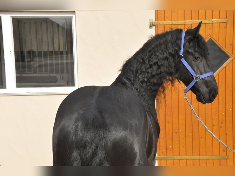 Konie fryzyjskie Ogier 5 lat 165 cm Kara in Ochtendung