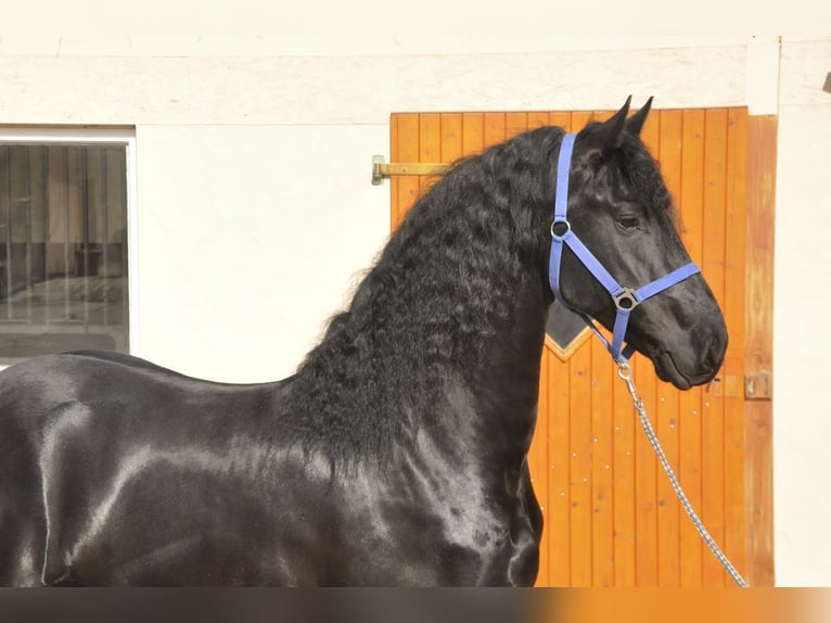 Konie fryzyjskie Ogier 5 lat 165 cm Kara in Ochtendung