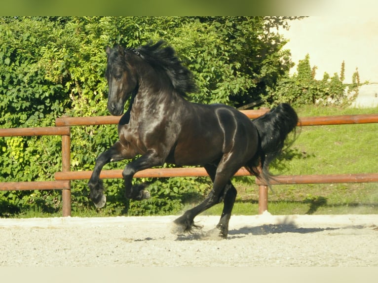 Konie fryzyjskie Ogier 5 lat 167 cm Kara in Ochtendung