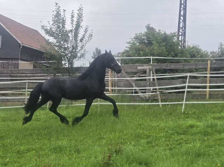 Konie fryzyjskie Ogier 5 lat 168 cm Kara in Lengenfeld