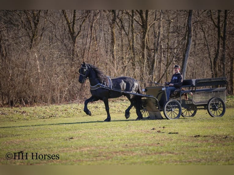 Konie fryzyjskie Ogier 5 lat 168 cm Kara in Hillsboro