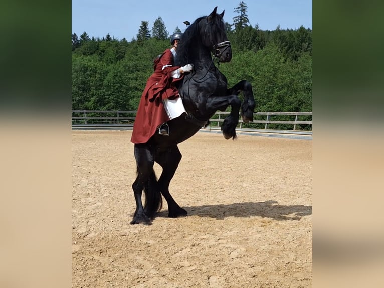 Konie fryzyjskie Ogier 5 lat 170 cm Kara in Michelstadt