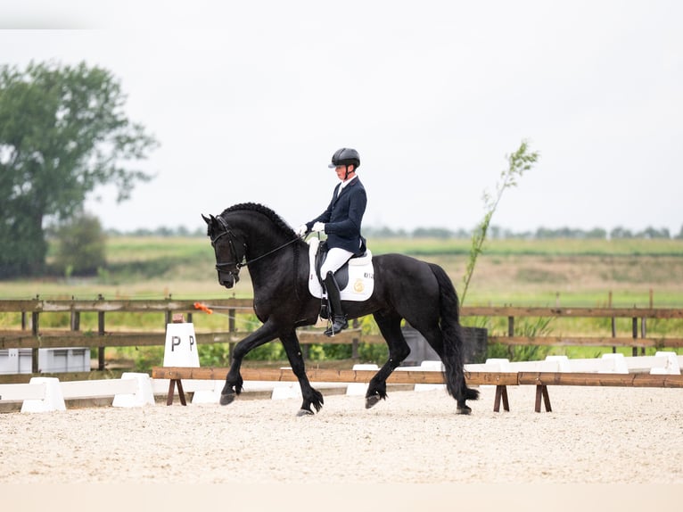 Konie fryzyjskie Ogier 5 lat 170 cm Kara in Vijfhuizen